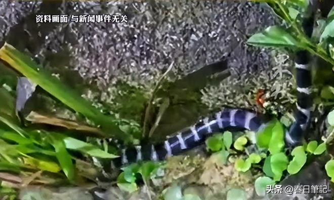 续！身份信息曝光家属发声抢救后称没经验J9真人游戏第一品牌女游客被蛇咬身亡后(图8)